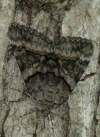 Epione Underwing